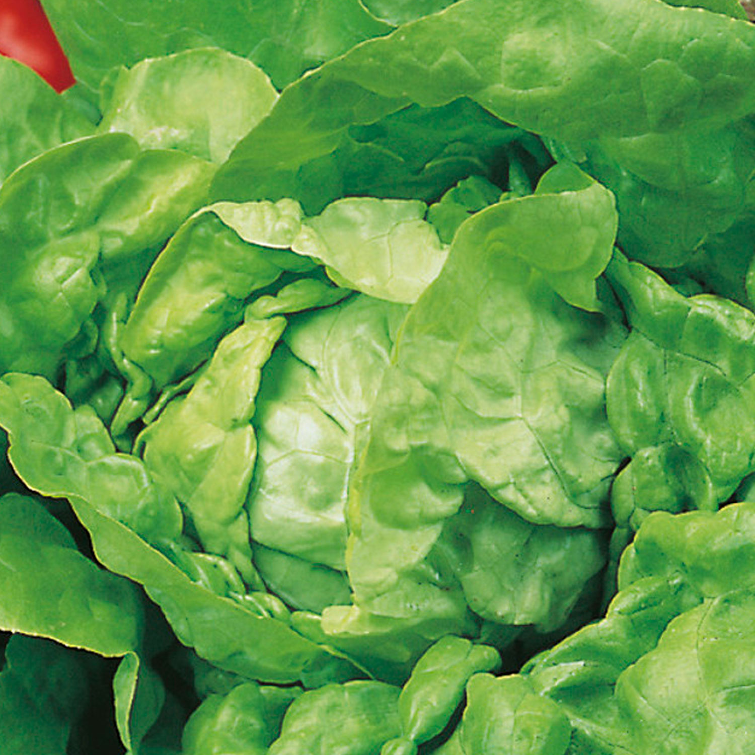 Johnsons Tom Thumb Lettuce Seeds Image 1