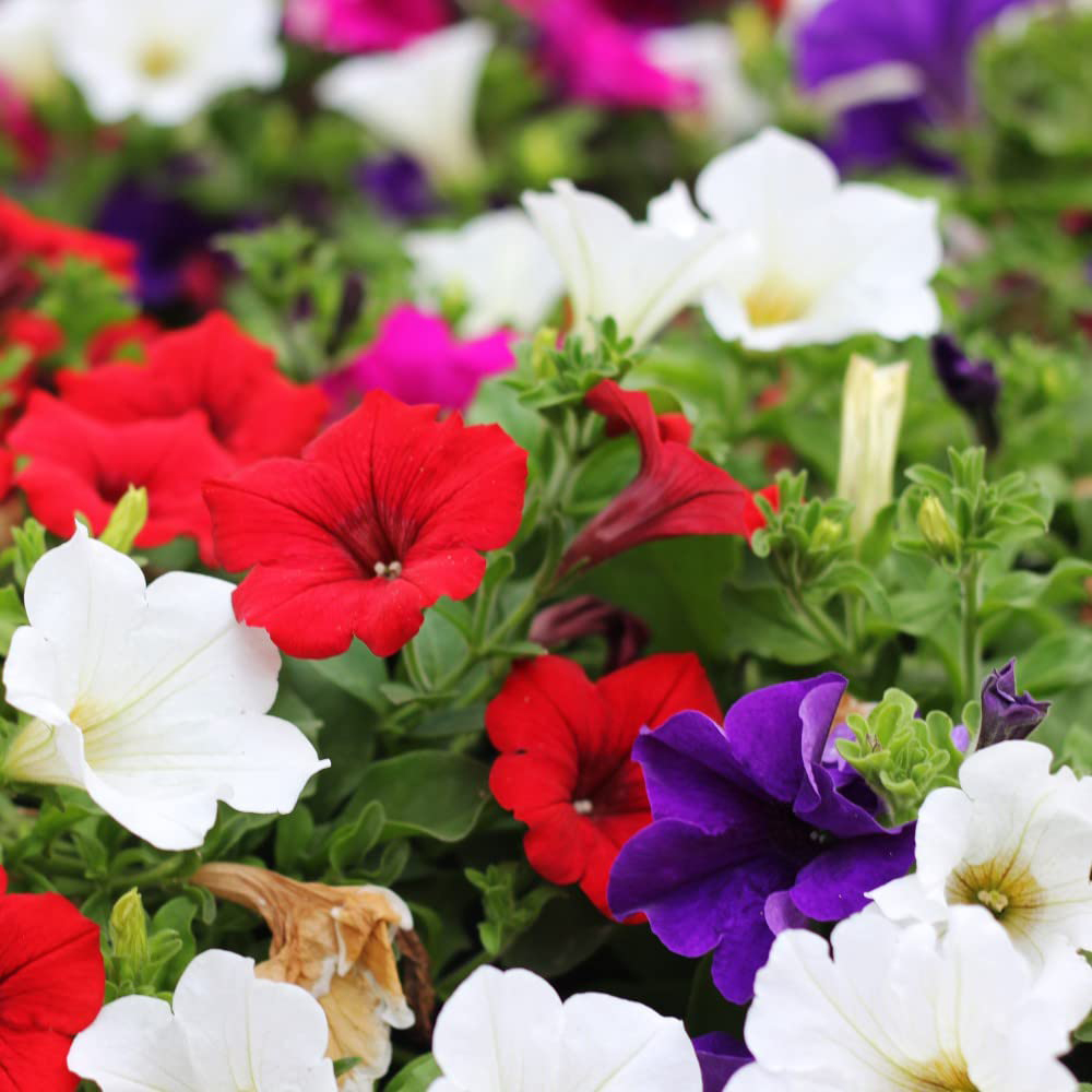 Thompson and Morgan Petunia Express Mixed Garden Ready Plant 15 Pack Image 3