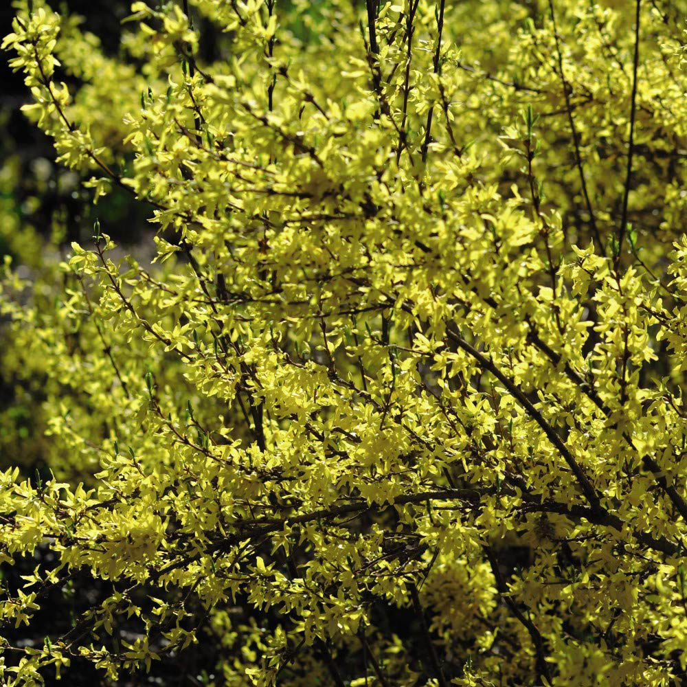 Thompson and Morgan Forsythia Goldrush Plant Pot 9cm Image 4