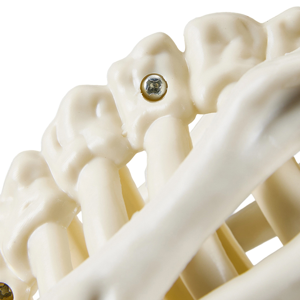 Living and Home Cream White Spooky Owl Skeleton Bone Statue Halloween Figurine 31.5cm Image 5