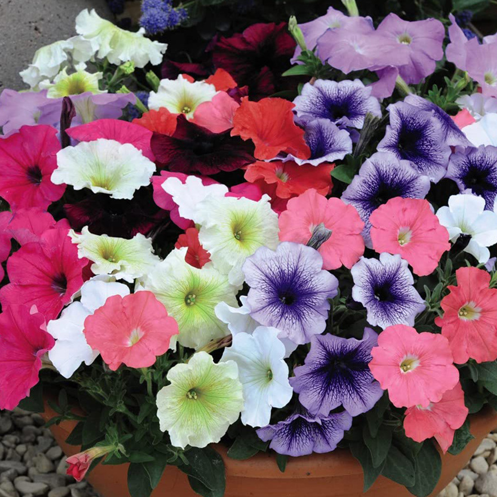 Thompson and Morgan Petunia Frenzy Mixed Garden Ready Plant 30 Pack Image 1