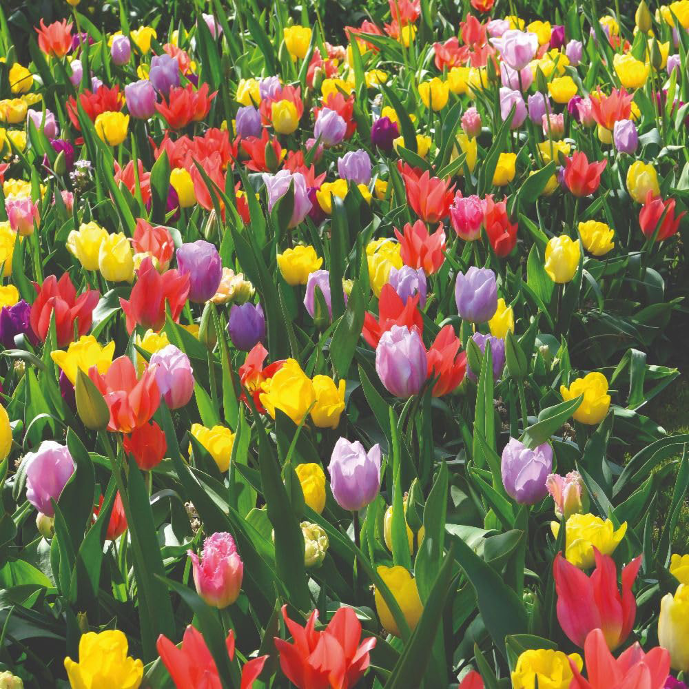 Thompson and Morgan Tulip Full Border Mix Planting Bulb 96 Pack Image