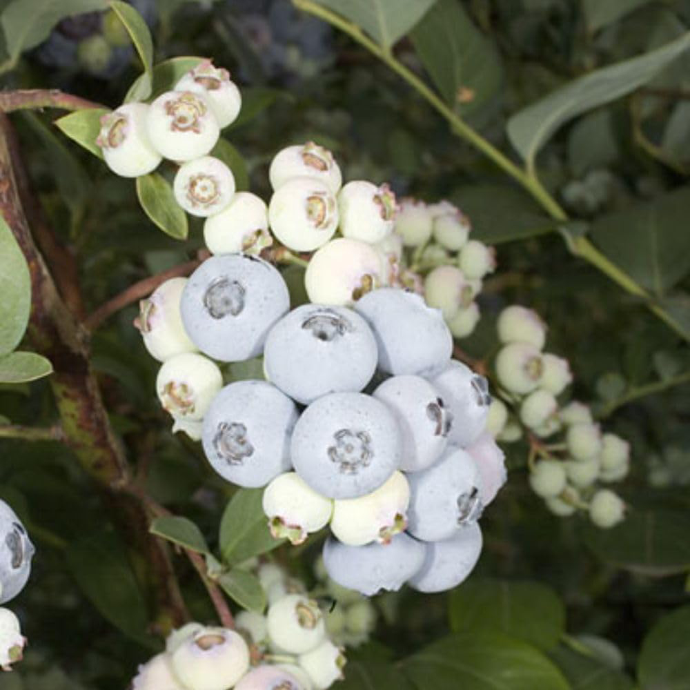 Thompson & Morgan Grow Your Own Fruit Elliott Blueberry Plant Pot 3L Image 2