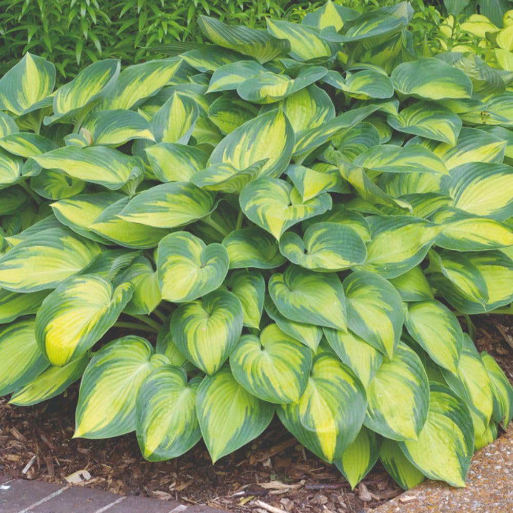 Thompson and Morgan Hosta June Plant Pot 9cm 2 Pack Image 2