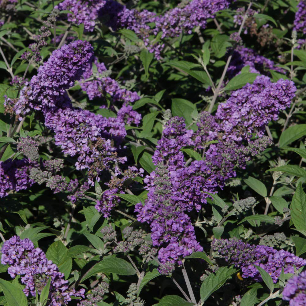 Thompson and Morgan Buddleja Blue Chip Plant Pot 3L Image 4