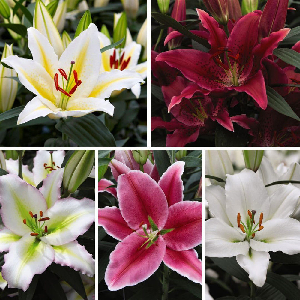 Thompson and Morgan Lily Giant Oriental Collection Bulbs 48 Pack Image 1