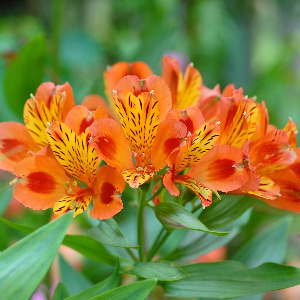 Thompson and Morgan Alstroemeria Summer Trio Jumbo Plugs 3 Pack Image 2