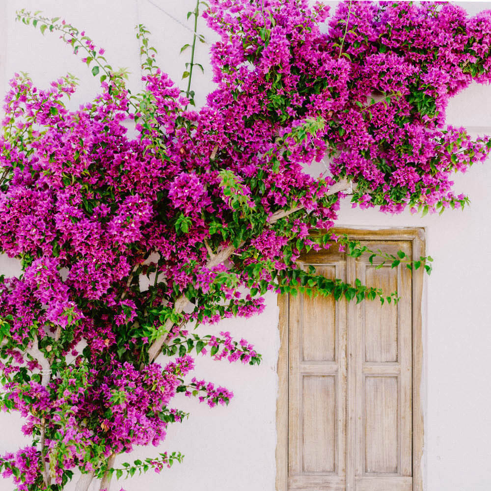 YouGarden Purple Bougainvillea Trellis Plant Pot 17cm Image 2