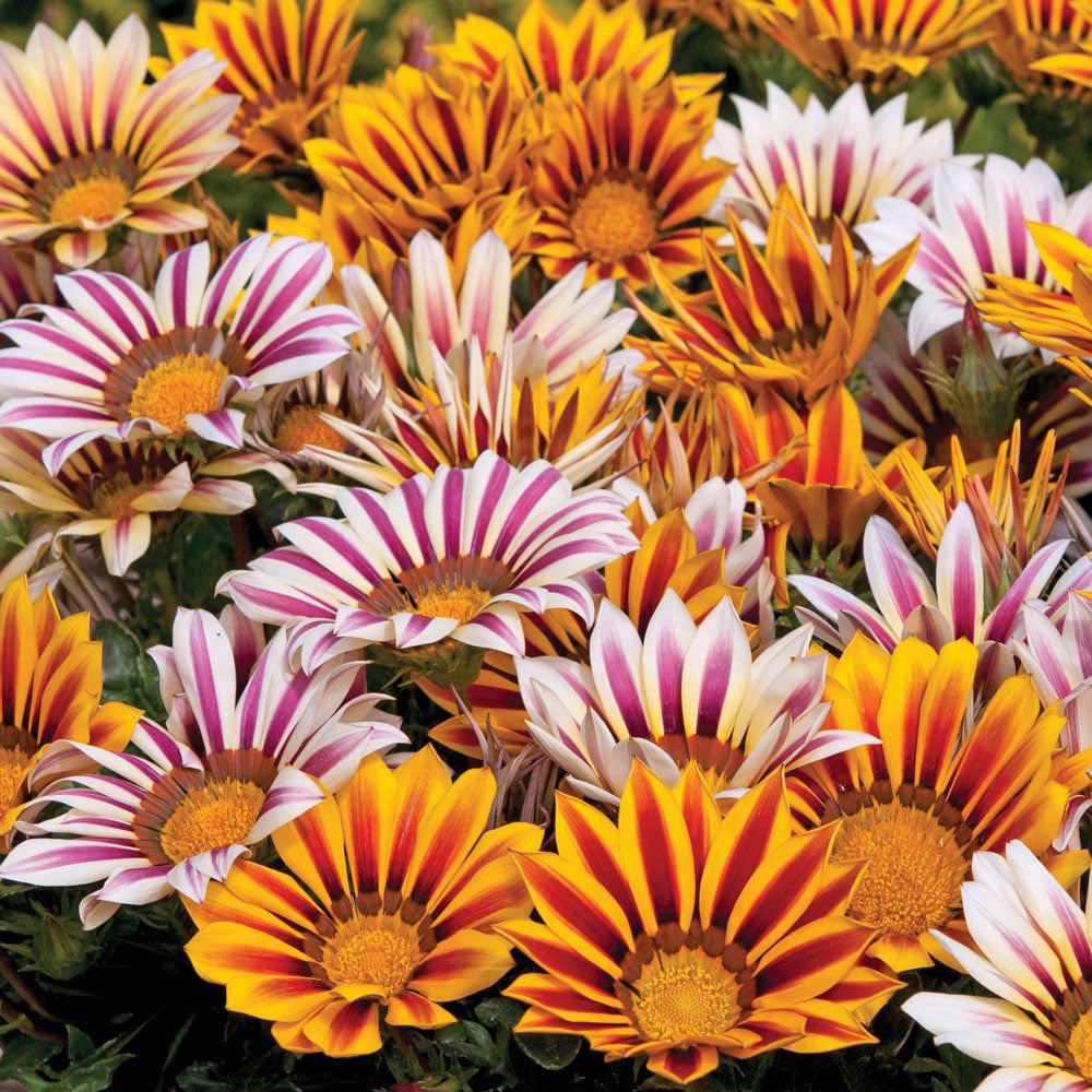 Thompson and Morgan Gazania Tiger Stripes Mixed Plug Plant 36 Pack Image 1