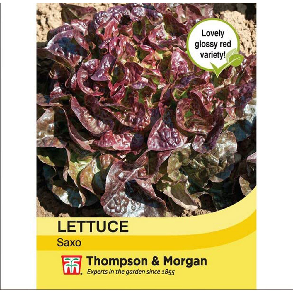 Thompson and Morgan Lettuce Saxo Seeds Image 1