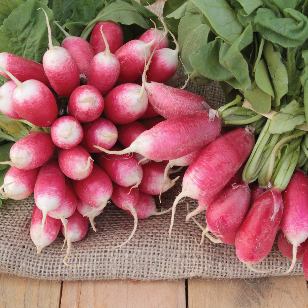 Thompson & Morgan Radish French Breakfast 3 Seeds Image 3