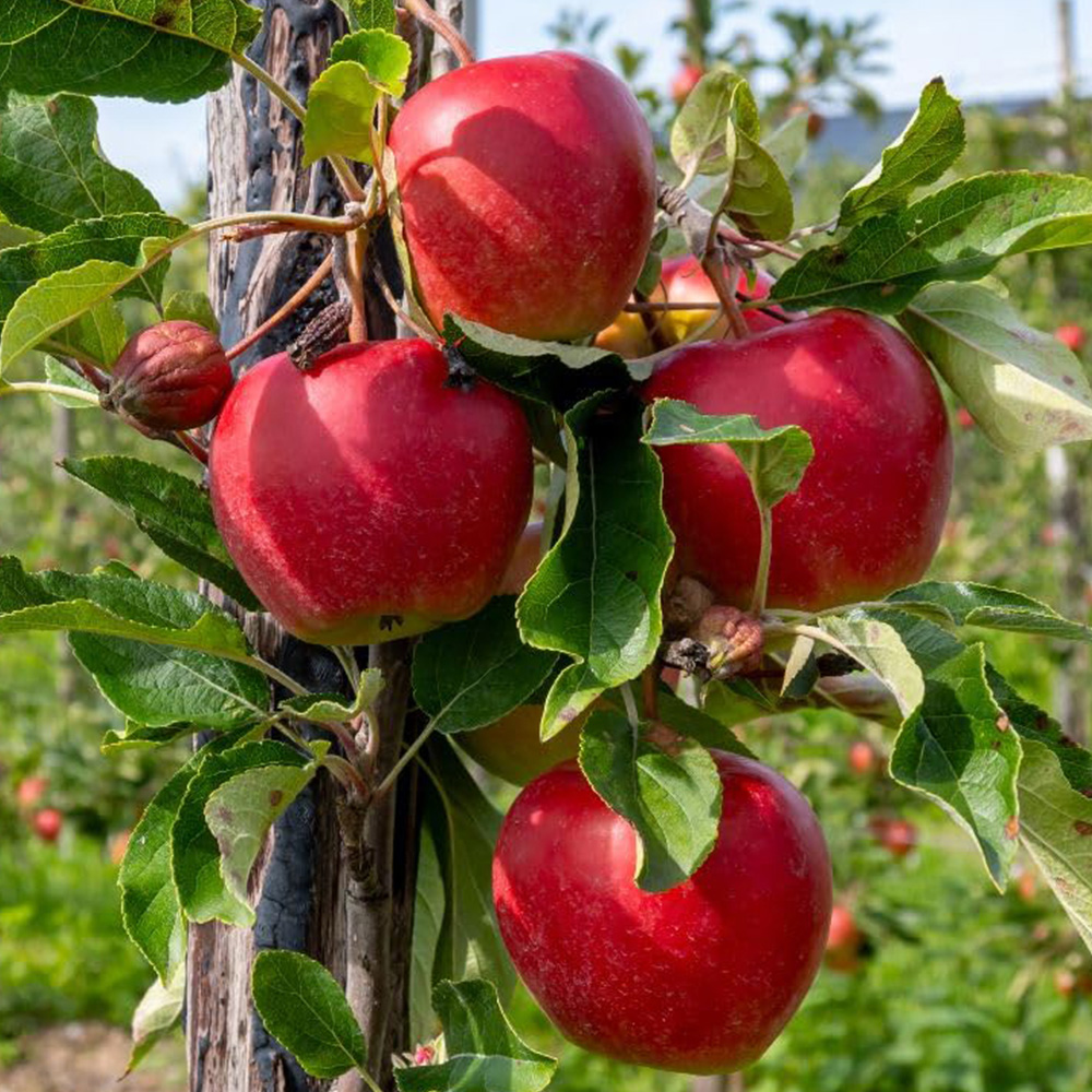 Thompson and Morgan Apple Malus Elstar Plant Pot 2L 2 Pack Image 1