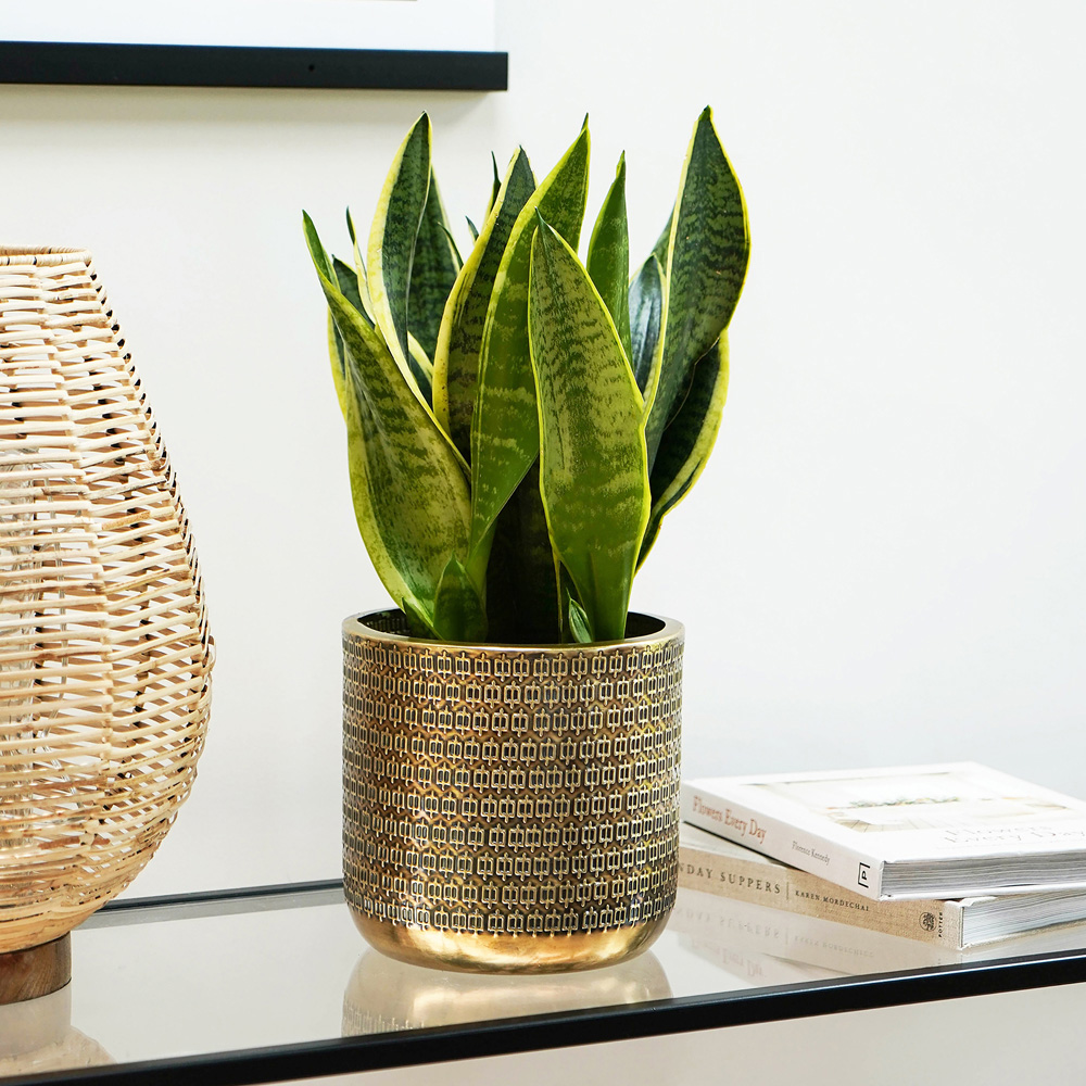 Ivyline Solis Gold Embossed Planter 18 x 18cm Image 2