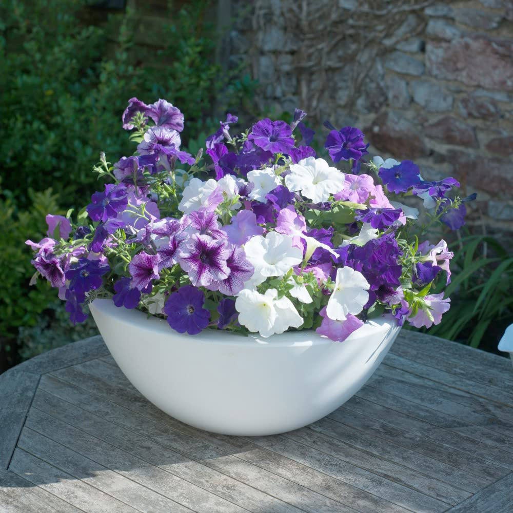 Thompson and Morgan Petunia Frenzy Grand Rapid Garden Ready Plant 15 Pack Image 2