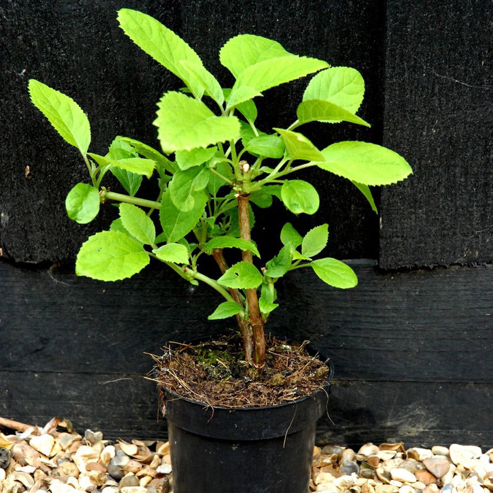 Thompson and Morgan Hydrangea Vanilla Fraise Plant Pot 8cm 2 Pack Image 6