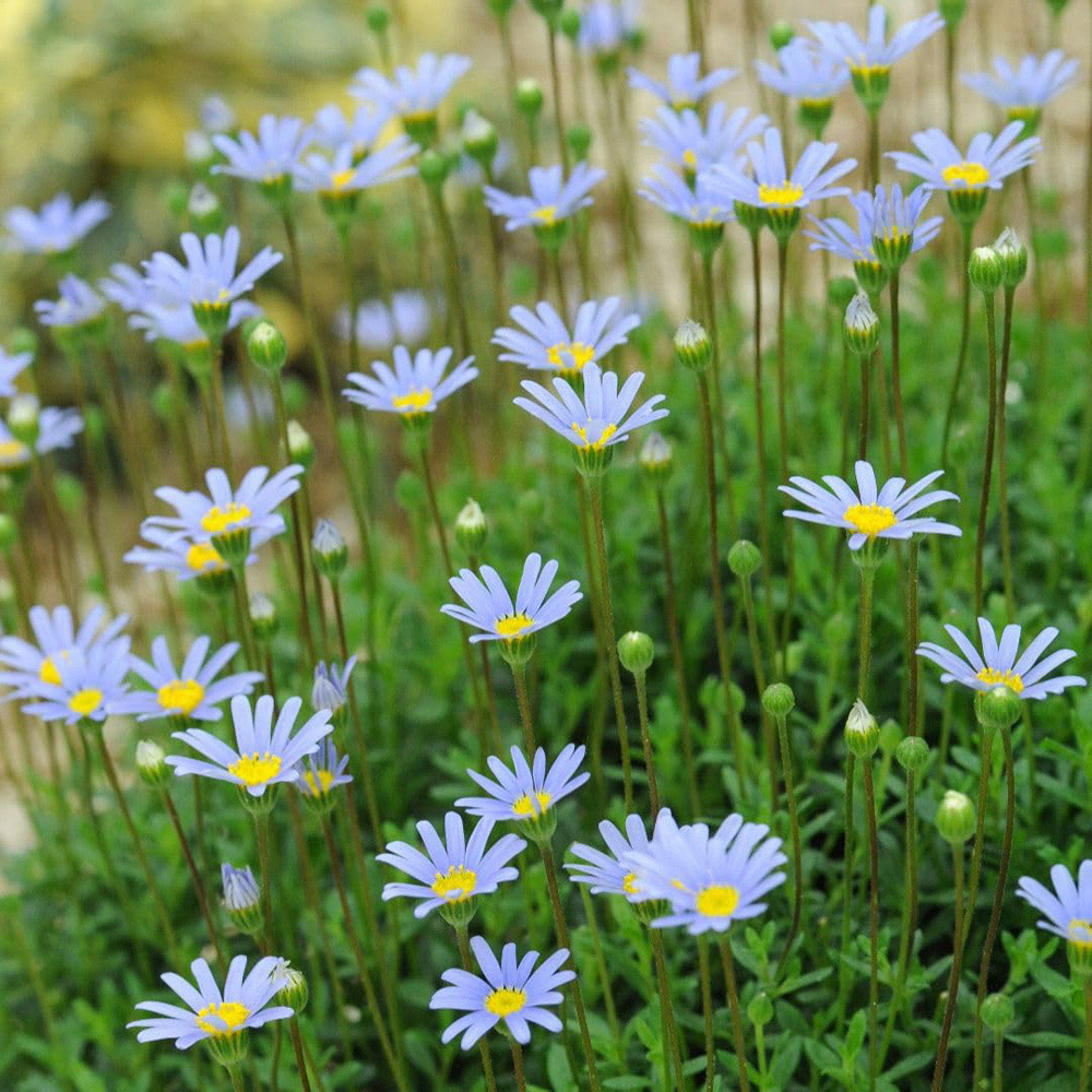 Thompson and Morgan Blue Felicia Bergeriana Seed Packet Image 2