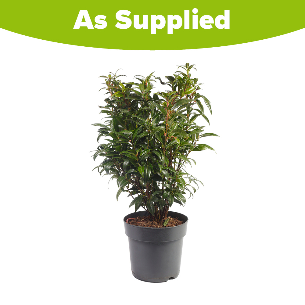 YouGarden Sarcococca Wintergem Plant Pot 4.6L Image 4