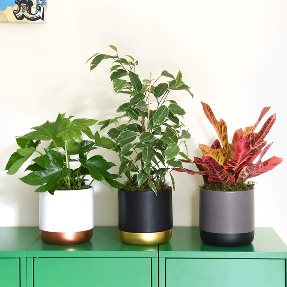 Thompson & Morgan Nurserymans Choice Houseplant Mix Potted Plant 12cm 9 Pack Image 3