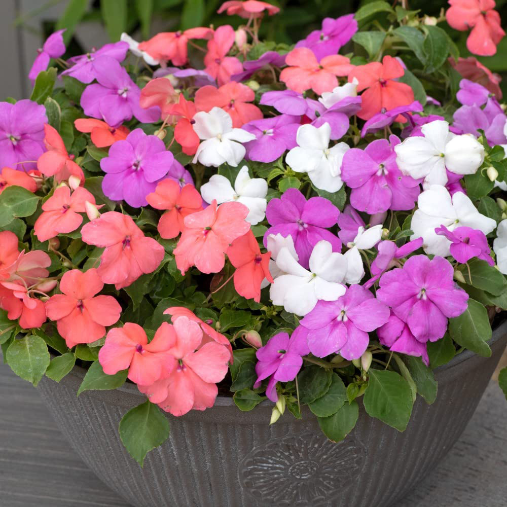 Thompson and Morgan Impatiens Busy Lizzie Pearl Island Garden Ready Plant 30 Pack Image 1