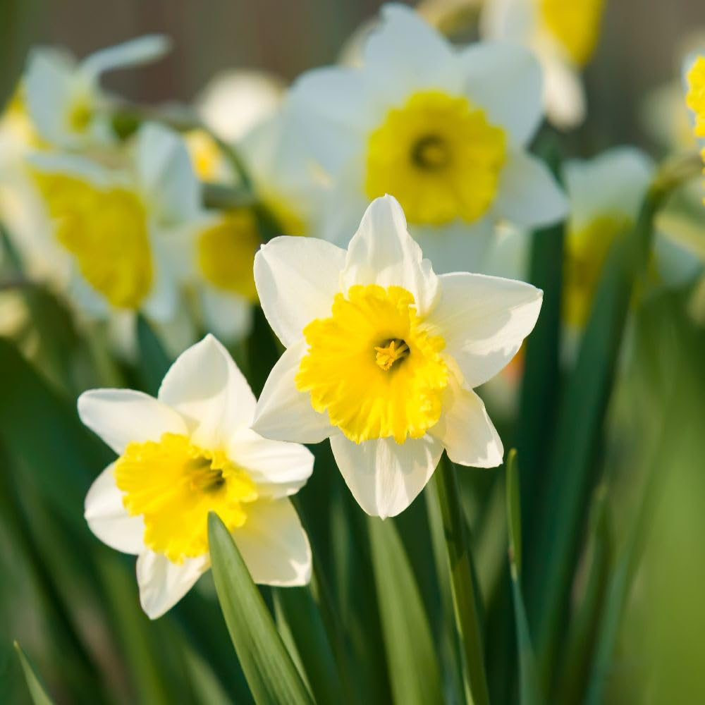 Thompson and Morgan Daffodil Attraction Planting Bulb 10 Pack Image 1