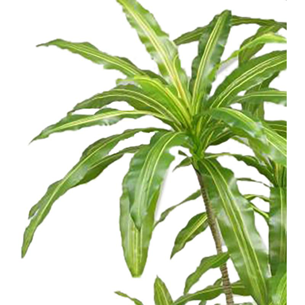 Botanik Striped Dracaena Artificial Tree in Pot 6ft Image 2