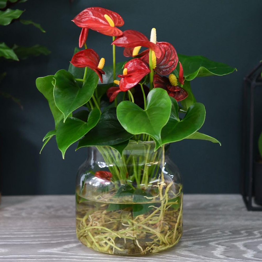 Thompson and Morgan Anthurium Aqua Red in Sierglass Plant Pot 12cm 2 Pack Image