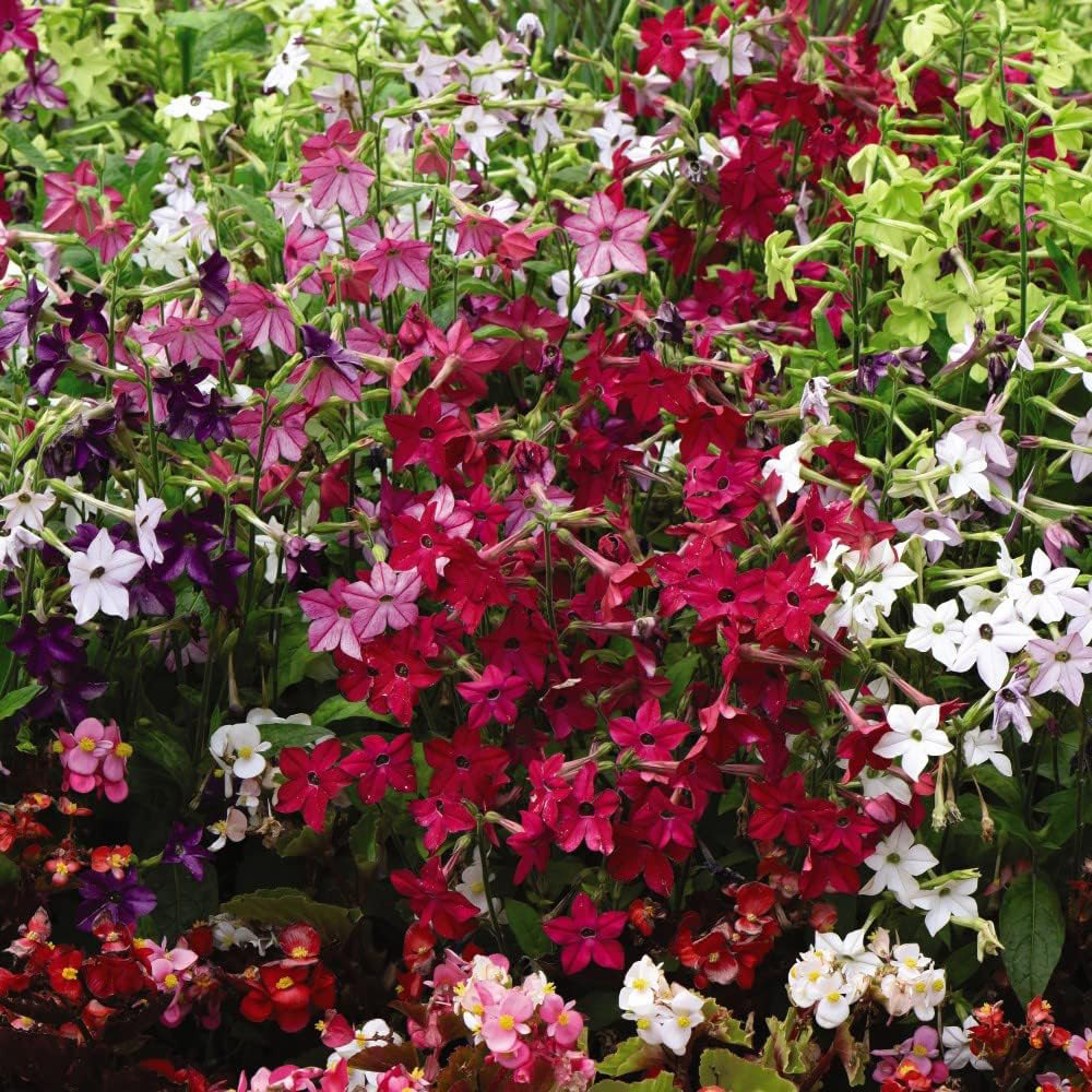 Thompson and Morgan Nurserymans Choice Annual Bedding Mixed Plant Plugs 6 Pack Image 2