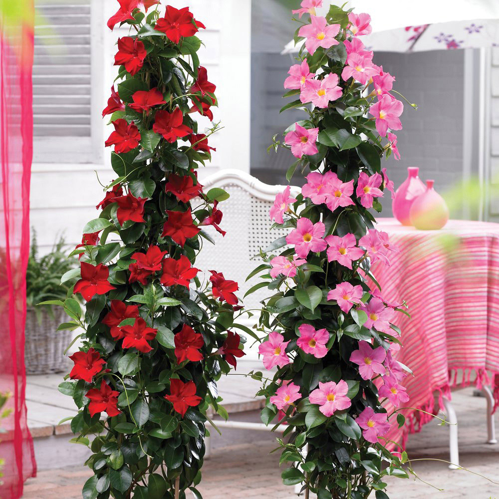 Thompson and Morgan Mandevilla Red Plant Pot 10.5cm Image 3