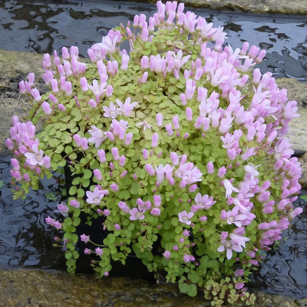 Thompson and Morgan Anagallis Tenella Plant Pot 1L 3 Pack Image 1