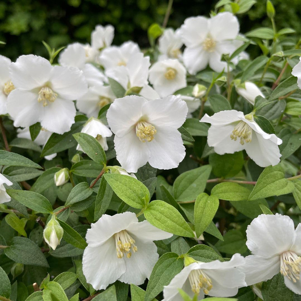 Thompson and Morgan Philadelphus Petite Perfume White Plant Pot 9cm 2 Pack Image 1