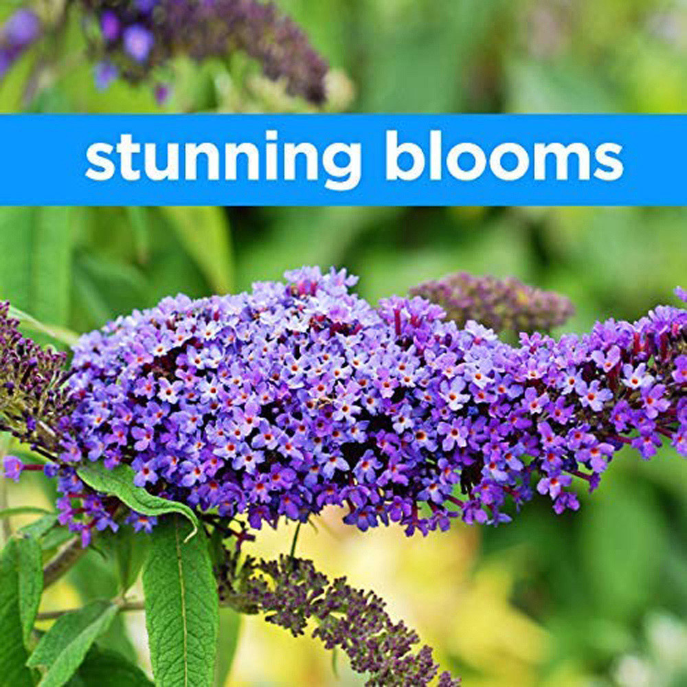 Thompson and Morgan Buddleja Tricolour Plant Pot 2L Image 3