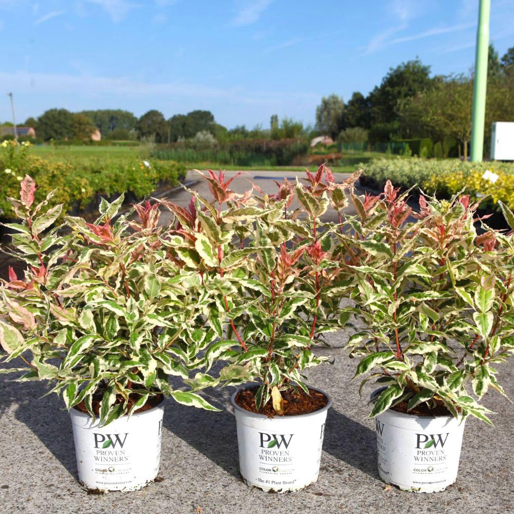 Thompson and Morgan Diervilla Rivularis Kodiak Mixx Plant Pot 3L Image 2