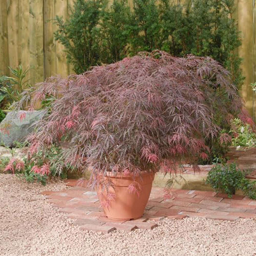 Thompson & Morgan Acer Palmatum Dissectum Garnet Plant Pot 7.5L Image 1