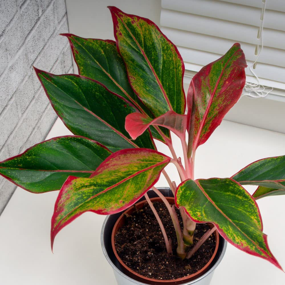 Thompson and Morgan Aglaonema Crete Plant Pot 12cm Image 3