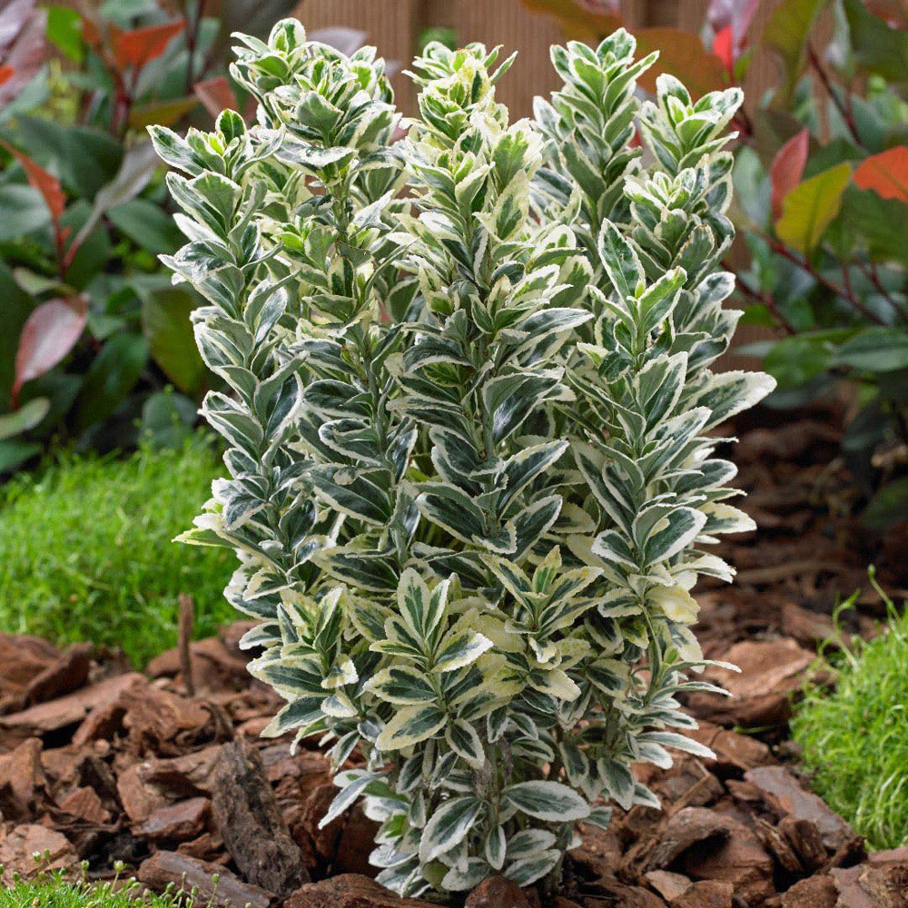 Thompson and Morgan Euonymus japonicus White Spire Plant Pot 9cm 2 Pack Image 2