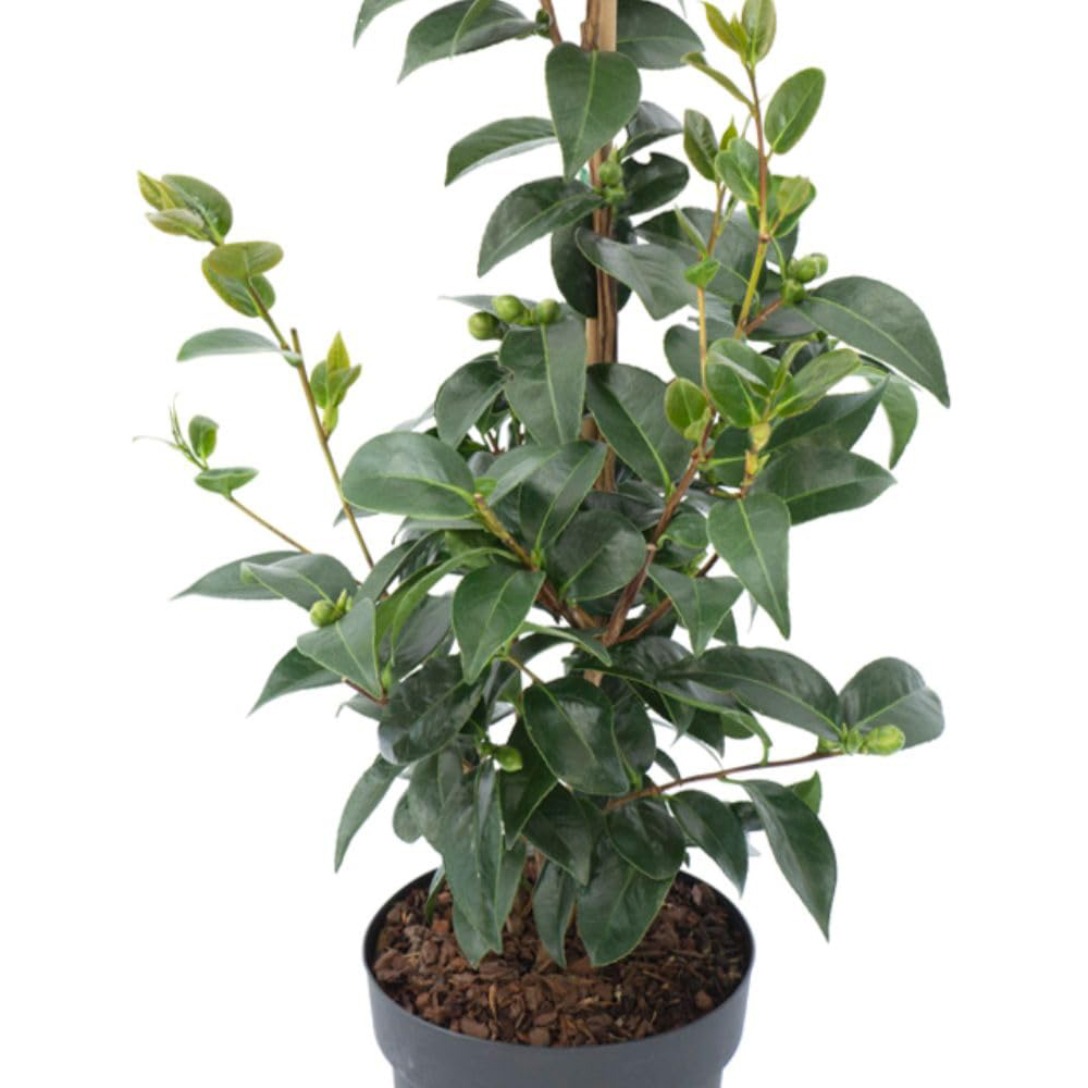 Thompson and Morgan Camellia Japonica Volunteer Plant Pot 3L Image 2