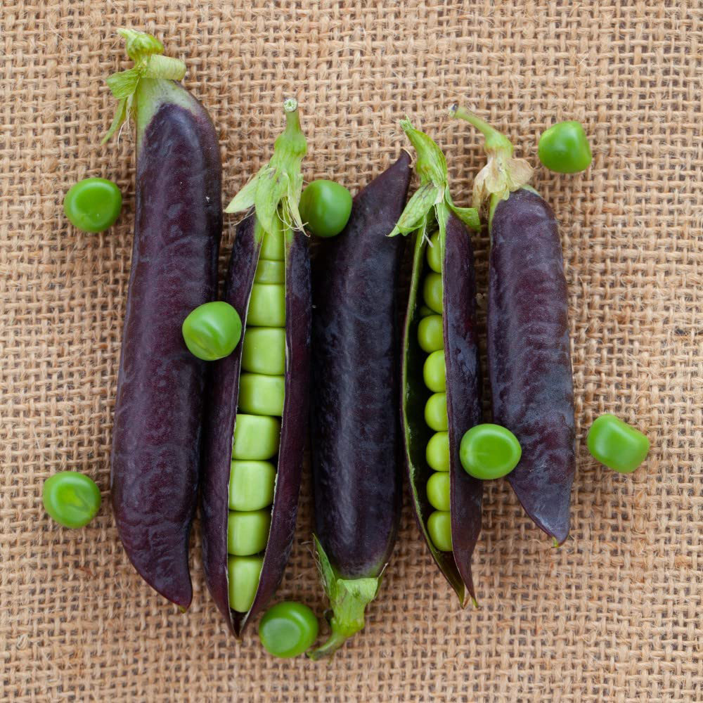 Thompson and Morgan Pea Blauwschokker Garden Ready Plant 15 Pack Image 2