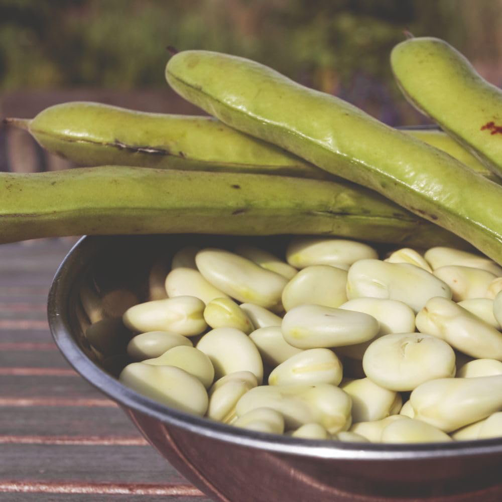 Thompson and Morgan Broad Bean Aquadulce Claudia Seeds Image 5