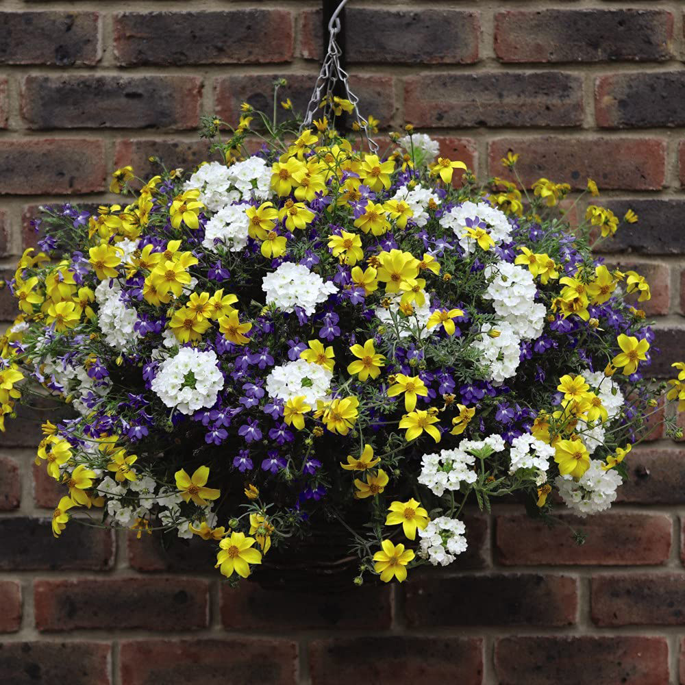 Thompson and Morgan Sherbet Lemon Preplanted Basket 25cm 2 Pack Image 5