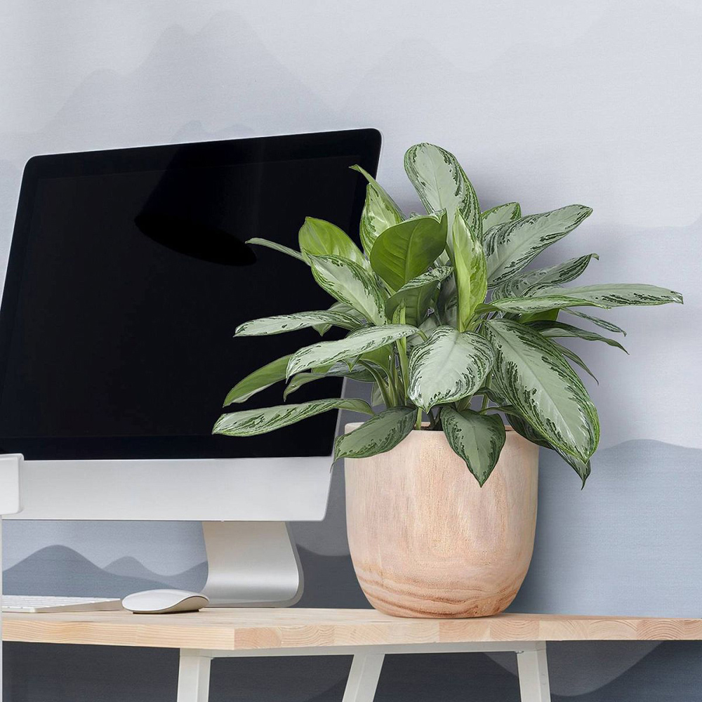 LECHUZA Hortico Radial Wooden Round Indoor Plant Pot 24 x 26cm 2 Pack Image 2