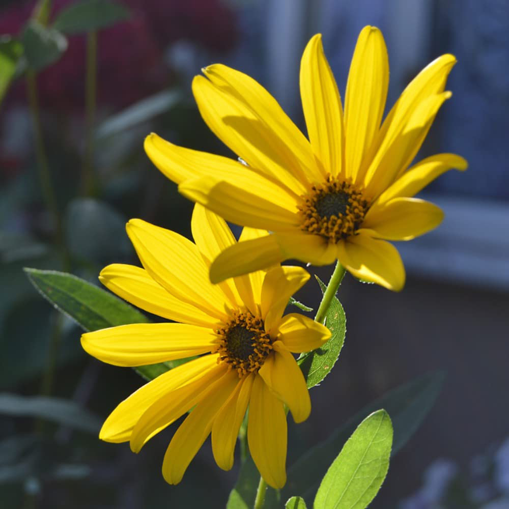 Thompson & Morgan Sunflower Maximiliani Seeds Image