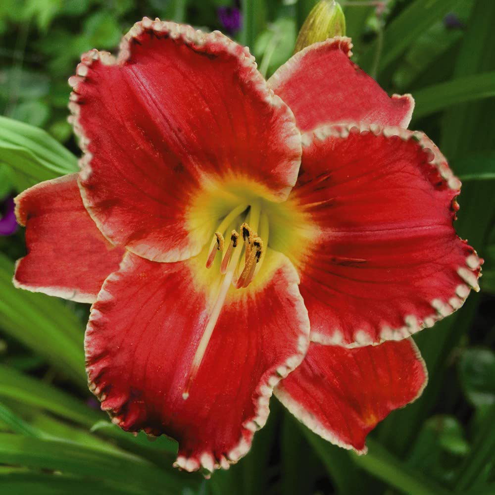 Thompson and Morgan Hemerocallis Collection Bare Root 5 Pack Image 3