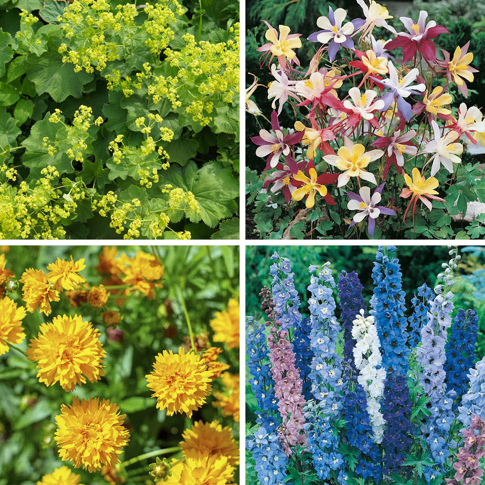 YouGarden Lavender and Perennial Collection Mixed Plant Plug 24 Pack Image 5
