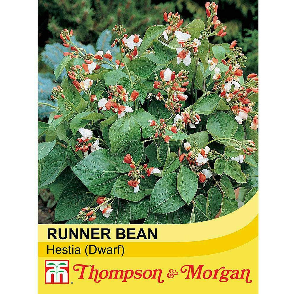 Thompson and Morgan Runner Bean Hestia Dwarf Seeds Image 2