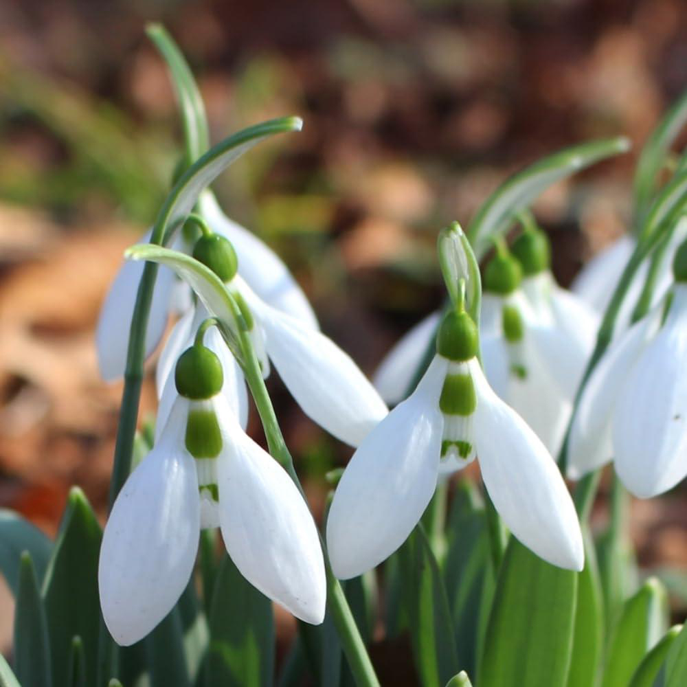 Thompson and Morgan Christmas Gift Snowdrops Plant in Cream Zinc Pot 13cm Image 3