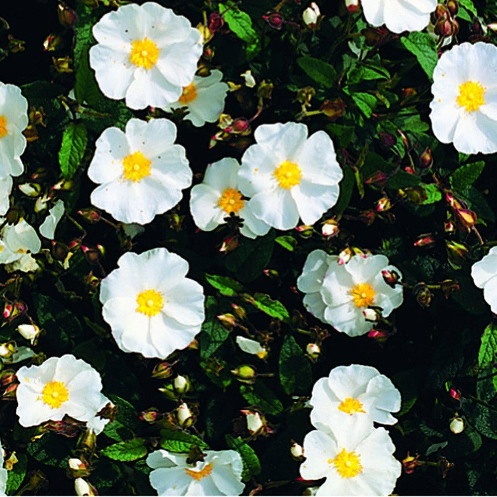 Thompson and Morgan Cistus Corbariensis Plant Pot 3L Image 2