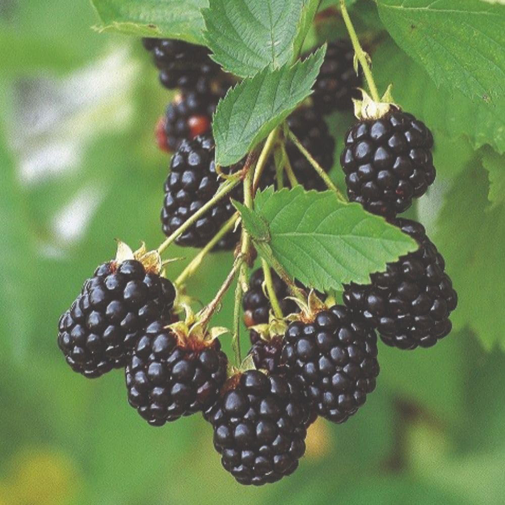 Thompson and Morgan Blackberry Rubus Navaho Plant Pot 2L 2 Pack Image 1