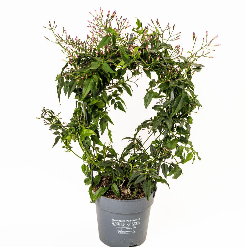 Thompson & Morgan Jasmine On A Hoop Plant Pot 11cm 2 Pack Image 2