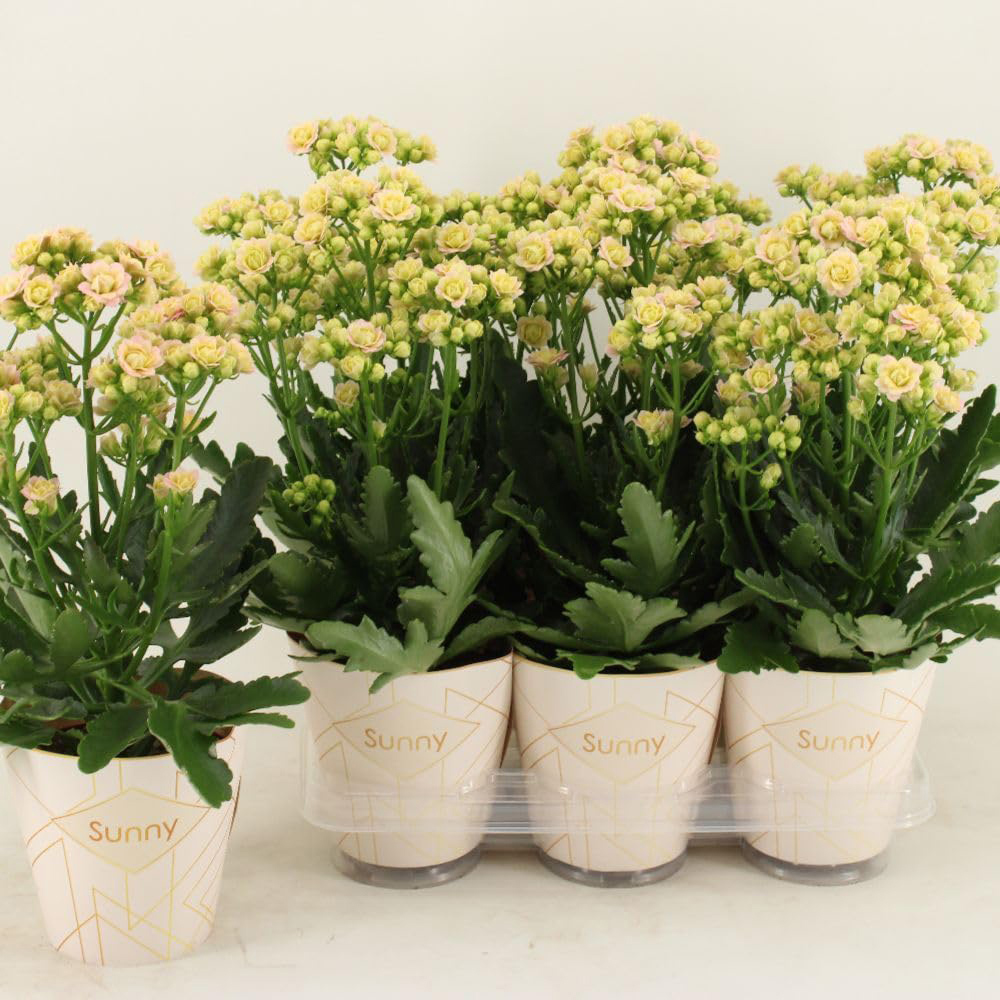 Thompson & Morgan Pink Kalanchoe Sunny Light Plant Pot 14cm 2 Pack Image 4
