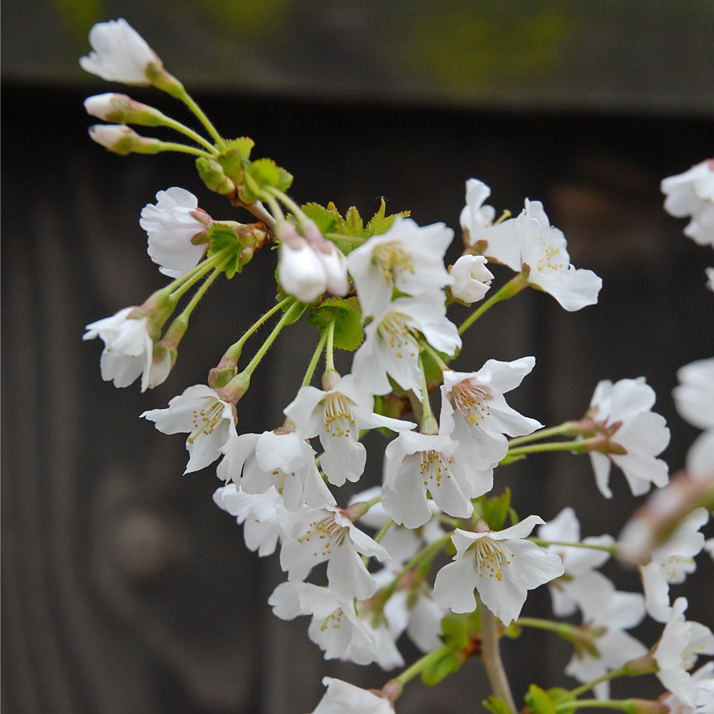 Thompson and Morgan Prunus Ornamental Kojo-No-Mai Cherry Plant Pot 9cm 3 Pack Image 5